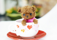 养茶杯犬的好处(是什么)