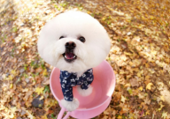 如何养茶杯犬（新手应该要注意什么）