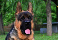 边境牧羊犬和德国牧羊犬的区别(是什么)