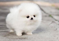 博美犬和柯基犬哪个好（对比）