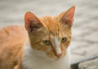 猫能吃什么蔬菜(补充维生素)