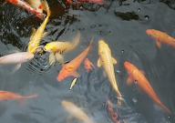 鱼塘水发黑怎么处理用什么药(是什么原因)