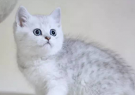 猫砂能换不同品牌吗(有影响吗)