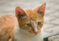 猫不用猫砂可以吗(行吗)