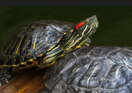 巴西龟腐甲怎么办(怎么治疗)