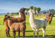 羊驼饲养方法(注意事项)
