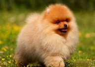 博美犬常见病(有哪些)