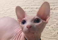 无毛猫为什么没有毛(原因)