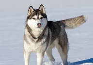 哈士奇咬鸡怎么办（还能不能养）