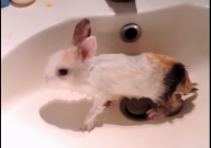 宠物兔子怎么洗澡（会死掉吗）