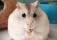 仓鼠喜欢喝水吗(为什么)