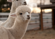 羊驼的性格特征(是什么)