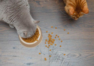 路斯猫粮怎么样（好不好）