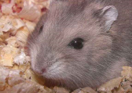 仓鼠能吃冬枣吗(绿色的)