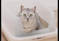 猫砂怎么用（技巧）