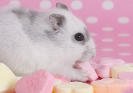 仓鼠怎么降温(夏季仓鼠怎么降温)