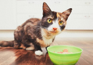 猫小闹猫粮怎么样（可靠吗）
