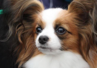 蝴蝶犬容易忘记主人吗(为什么)