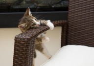 猫为什么不去猫砂盆撒尿(原因分析)