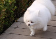 博美犬能吃猪肉吗(为什么)