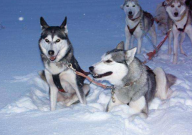 哈士奇哪个颜色好看(最贵)