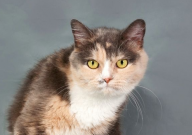 豆腐猫砂和活性炭猫砂哪个好(好用)