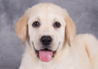 拉布拉多鼻子褪色怎么恢复（怎么回事）