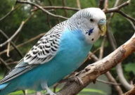 虎皮鹦鹉可以吃花生吗（怎么喂）