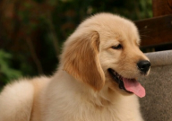 金毛可以吃甘蔗吗(怎么吃)