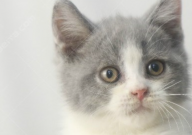 英国短毛猫爱吃什么(食物)