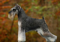 雪纳瑞可以吃香蕉吗(能不能吃)