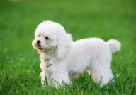 纯种贵宾犬多少钱一只（幼崽）