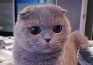 折耳猫发病前期症状(有哪些)