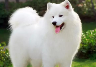 萨摩耶可以吃菠菜吗（怎么吃）