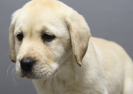 拉布拉多公的母的哪个好（有什么区别）