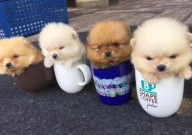 茶杯犬吐了怎么办(方法)