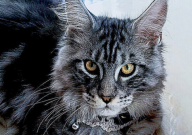 缅因猫多大开始爆毛（正常）