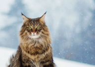 缅因猫战斗力如何（攻击力强吗）