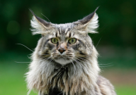 缅因猫和长毛土猫区别(在哪)