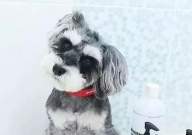 雪纳瑞总是吐怎么回事(怎么办)