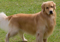 如何养好金毛犬(金毛犬的饲养方法)