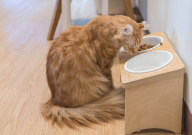 猫粮成分表怎样是合格的（怎么看好坏）