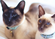 暹罗猫怀孕是什么症状（表现）