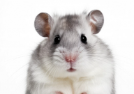 仓鼠吃爆米花吗（会死吗）