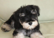 雪纳瑞是烈性犬吗(为什么)