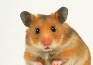 仓鼠的生活用品有哪些(种类)