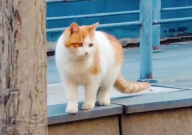 猫生病可以喝葡萄糖吗(有用吗)