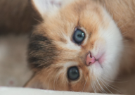 猫的寿命是多少年(猫能活多久)