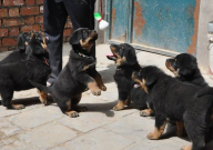 罗威纳吃什么狗粮(推荐)