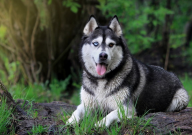 哈士奇和金毛杂交好吗（可以交配吗）